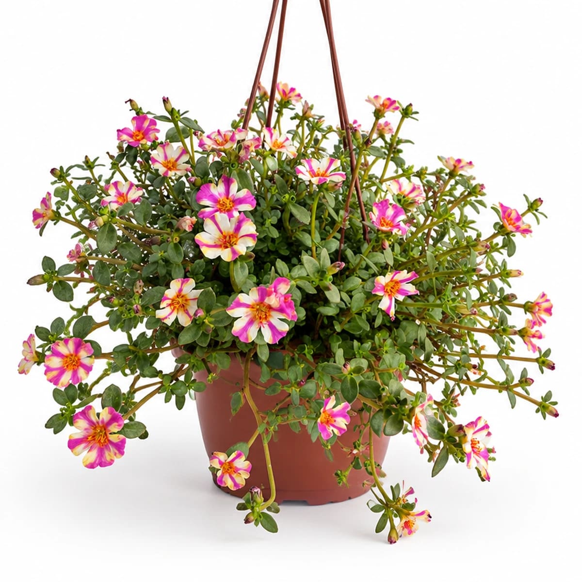 Portulaca
