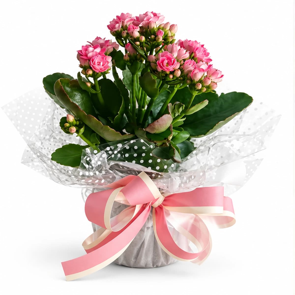 Kalanchoe
