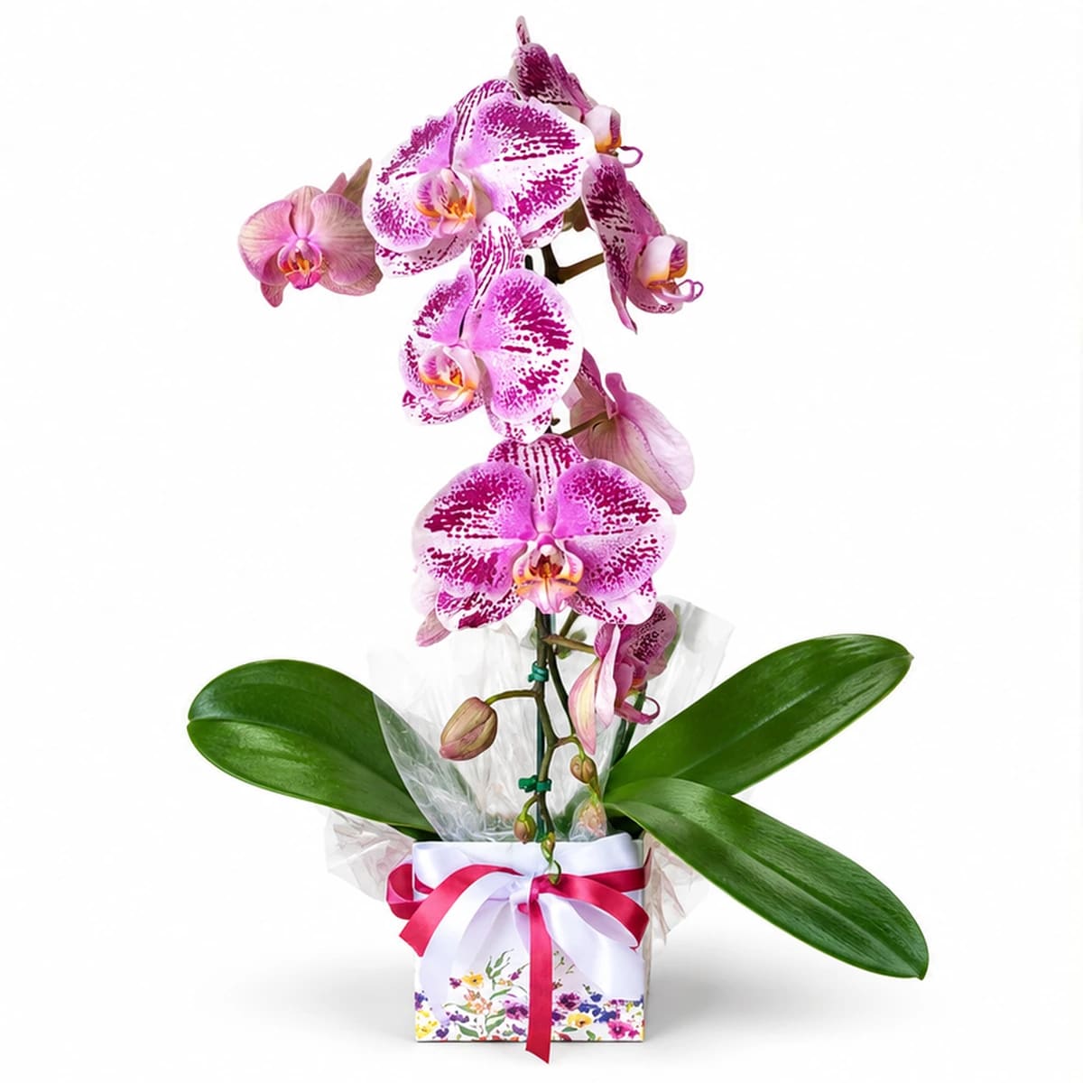 Orquídea Phalaenopsis Decorada