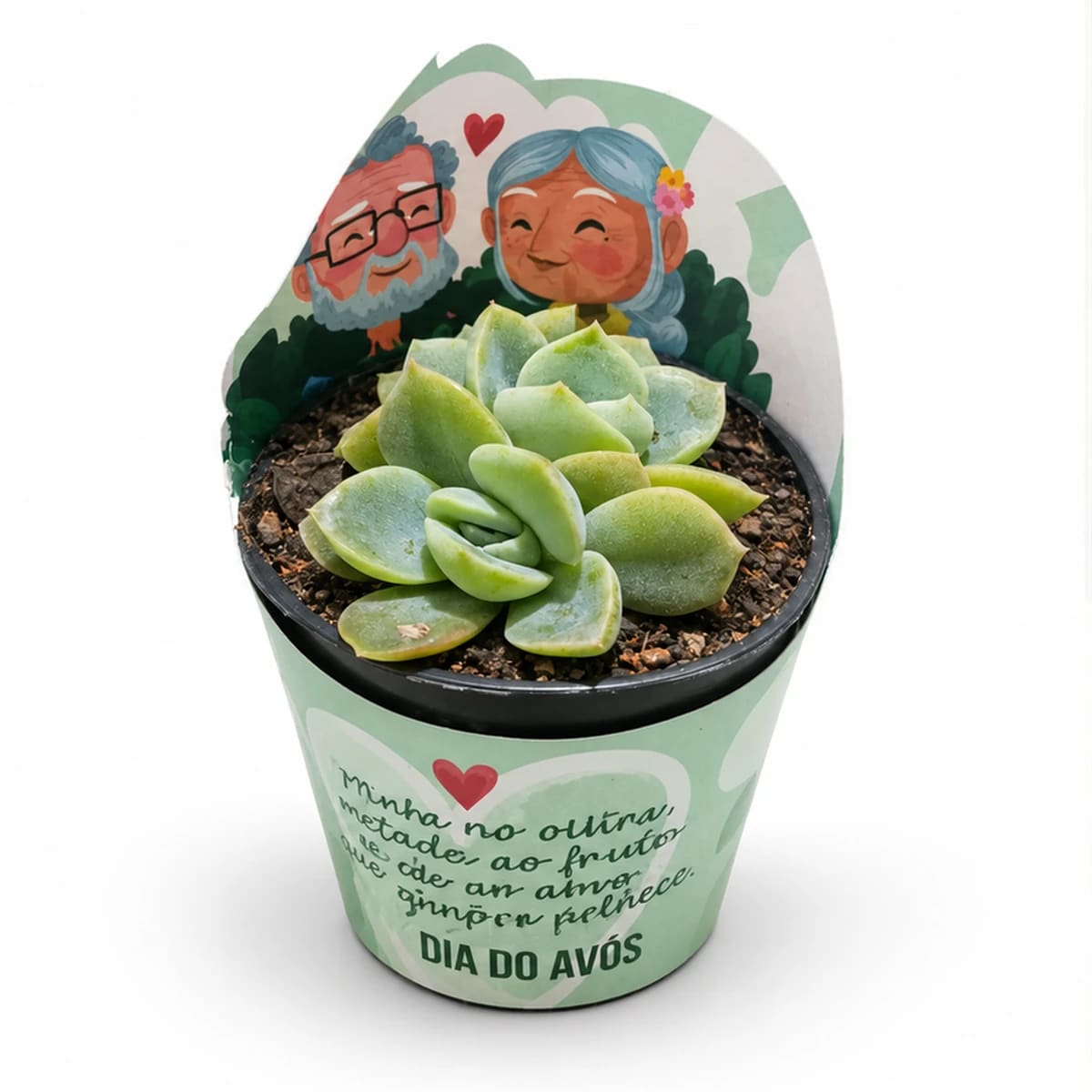 Mini Suculentas