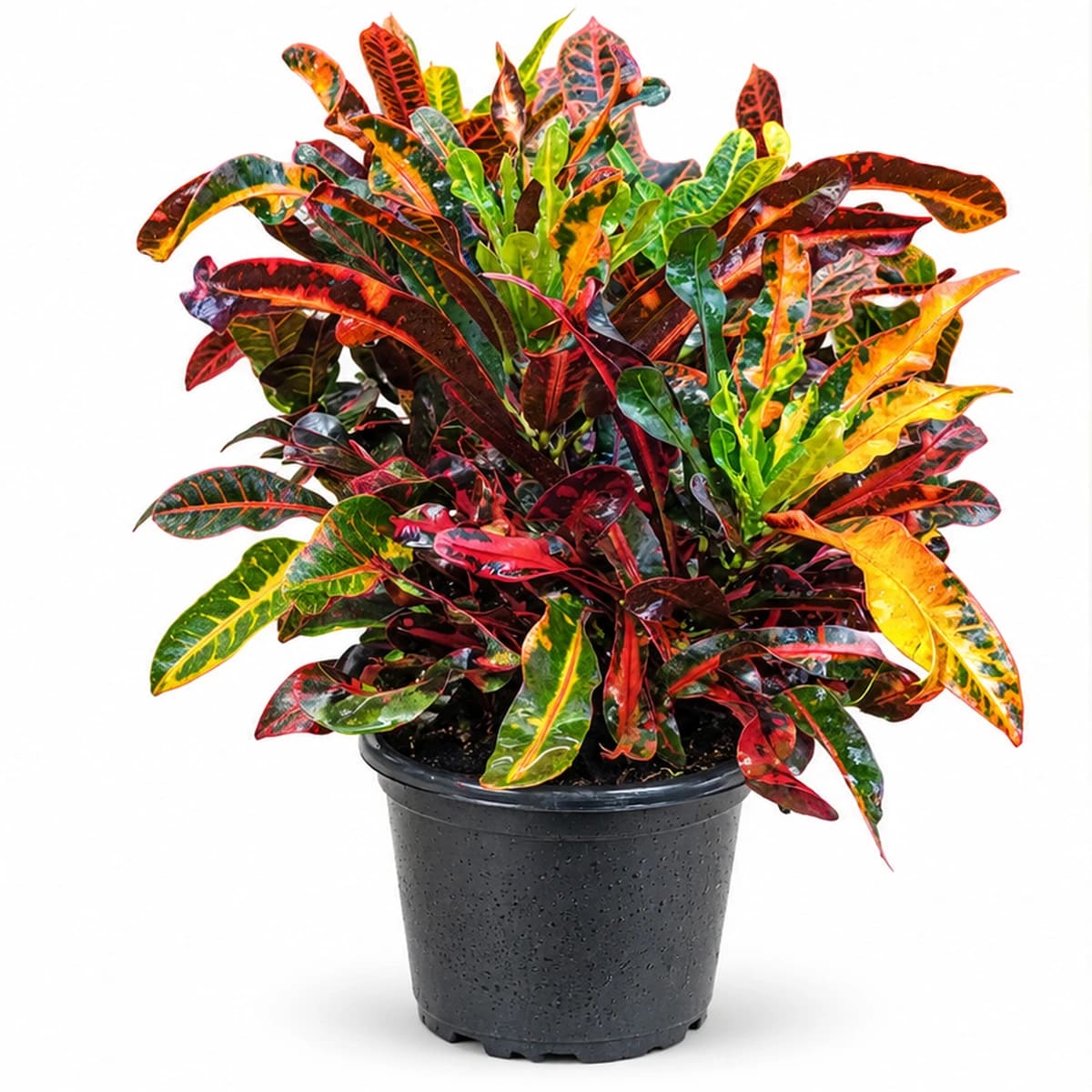 Crotons