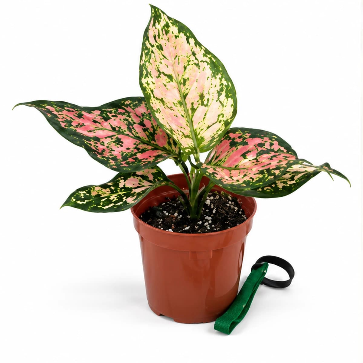 Aglaonema