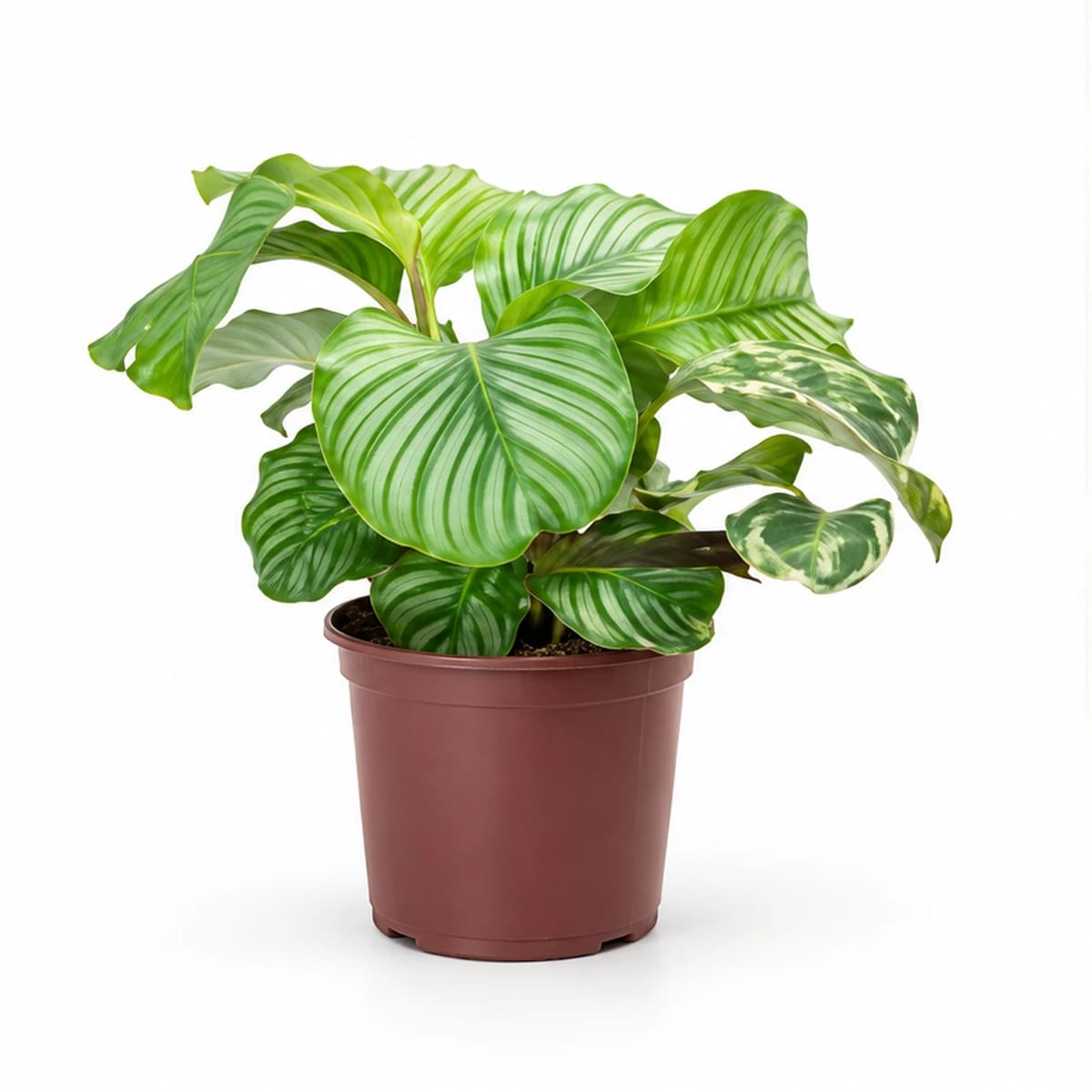 Maranta